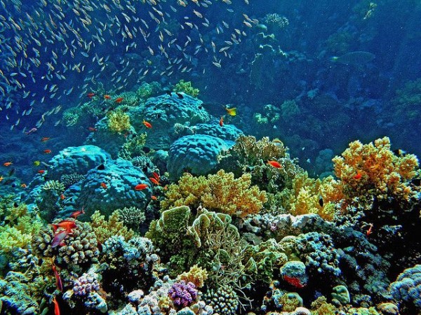 SHARM EL SHEIKH 31 LUGLIO - 07 AGOSTO